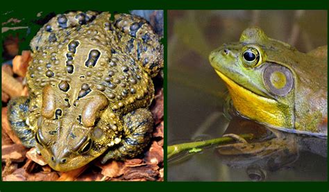 Frogs And Toads Whats The Difference The Washington Post