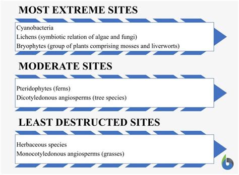 Pioneer species - Definition and Examples - Biology Online Dictionary