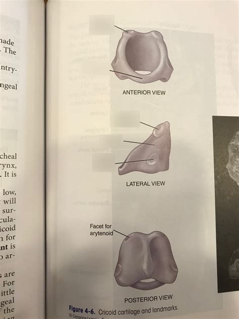 cricoid cartilage Diagram | Quizlet