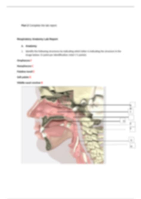 Solution Bios Week Respiratory System Anatomy Lab Studypool