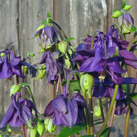 Wilde Akelei Aquilegia Vulgaris Zaden