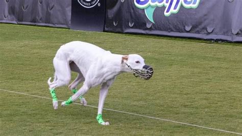 Reas the Whippet crowned Fastest Dog in America with speedy Winston in ...