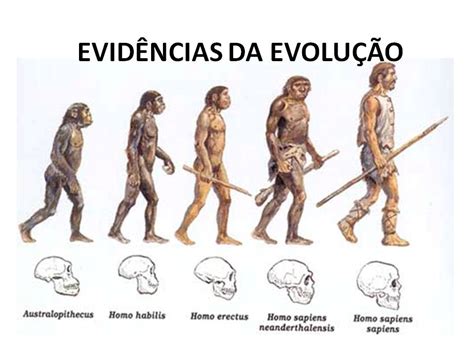 BIOLOGIA E CIÊNCIAS Evolução Evidencias Evolutivas