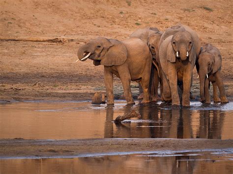 Wwf Mitglied Werden Klima Sch Tzen Leben Retten