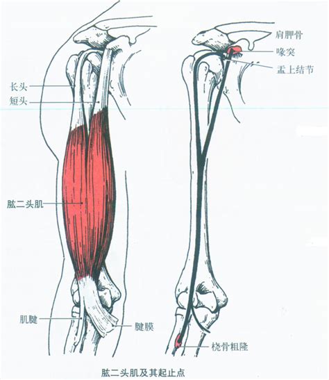 第006期：认识你的肌肉之上肢肌：上臂肌 知乎