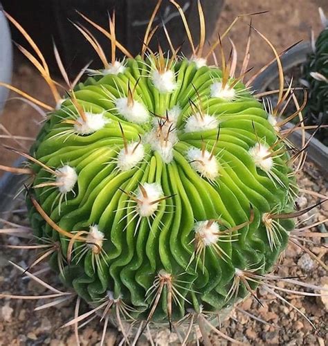 Stenocactus Lancifer