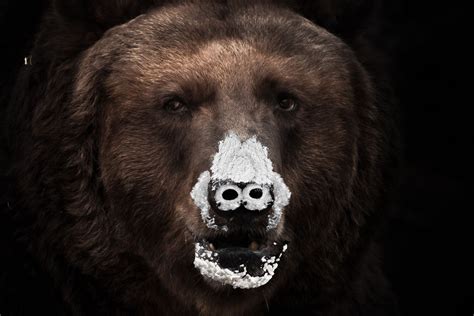 Tráiler español de Oso Vicioso el título inspirado en una historia