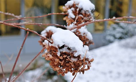 M Thodes Infaillibles Pour Sauvegarder Vos Hortensias Contre Le Froid