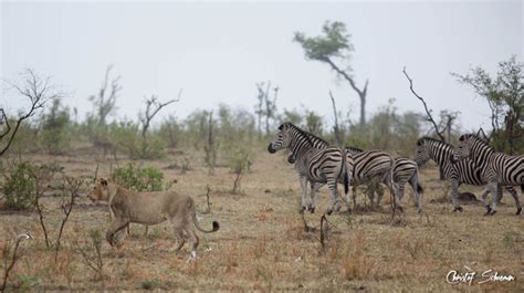 Lions, hyenas and zebras! Oh my! - Africa Geographic