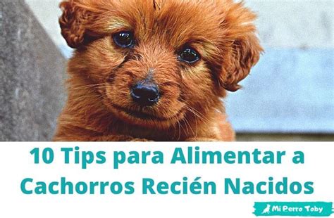 Alimentar a Cachorros Recién Nacidos sin Madre 10 Consejos