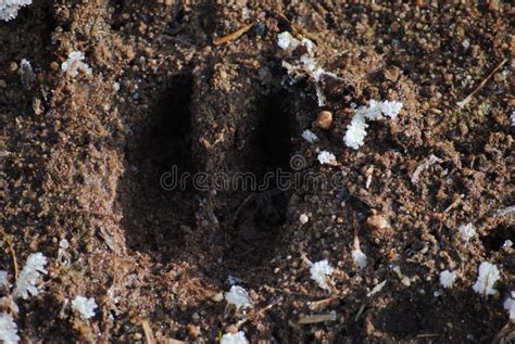 Boar Footprint Wild Stock Photos Free And Royalty Free Stock Photos