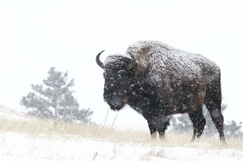 Buffalo in the snow - Linton Wildlife Photos - Thru Our Eyes ...