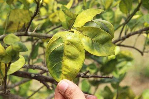 Lemon Tree Diseases: Everything You Need To Know - Minneopa Orchards