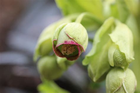 Stinking Hellbore Helleborus Foetidus Björn S Flickr