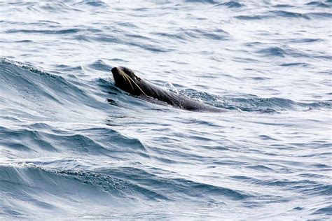 Taxonomy Fur Seals Otariidae