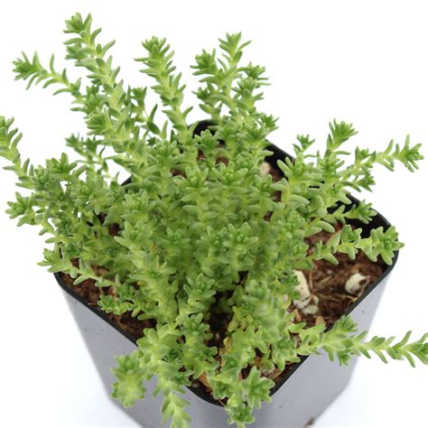 sedum acre aureum leaf clay