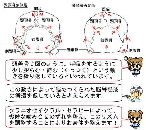 頭蓋骨の調整方法 クラニオセイクラルセラピーによる整体と頭蓋骨矯正、小顔矯正、骨盤矯正