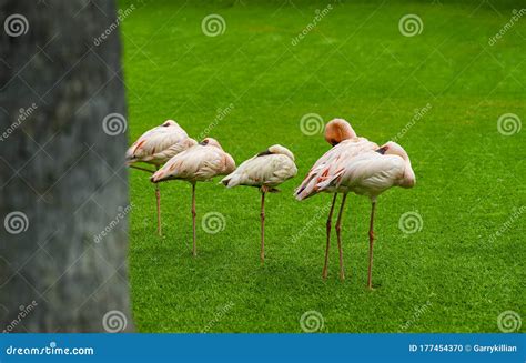 Closeup Of Beautiful Flamingos Group Sleeping On The Grass In The Park Vibrant Birds On A Green