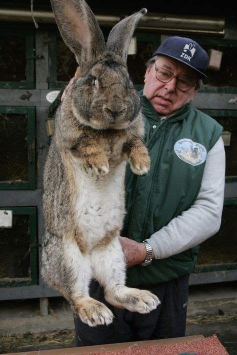 No One Steps To Me And Lives 25 Giant Bunnies So Big They Could