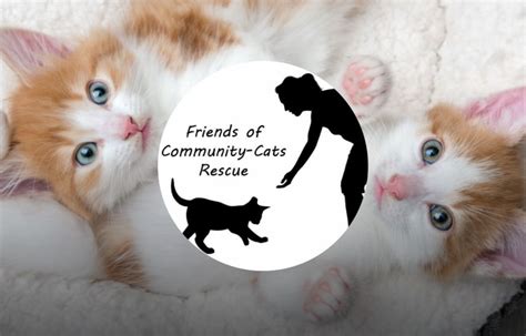 Friends Of Community Cats Rescue Voice Yummypets