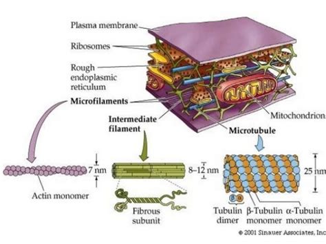 microtubules and microfilaments