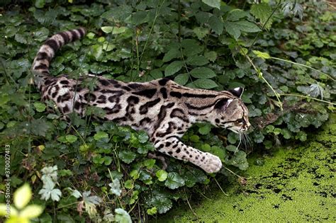 Margay Adult