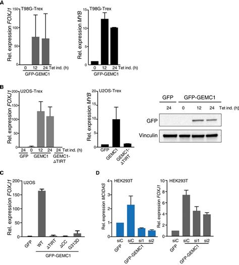 gemc   critical regulator  multiciliated cell differentiation pmc