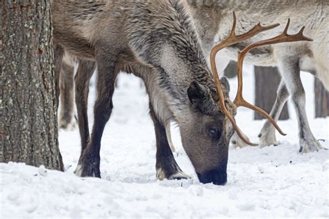 Animaux Pourquoi Les Yeux Des Rennes Changent De Couleur En Hiver