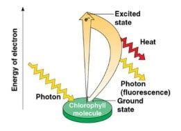 Chapter 10 Photosynthesis Flashcards | Quizlet