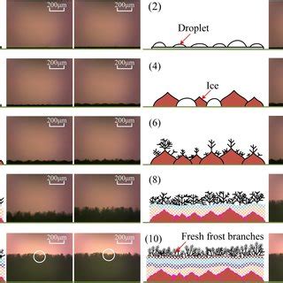 Schematic Diagram And Microscopic Images Of Frosting Process On Surface