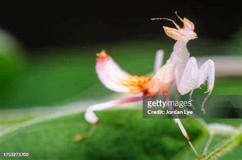 20 Malaysian Orchid Praying Mantis Stock Photos High Res Pictures And