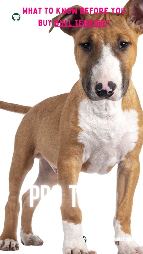 Bull Terrier Breed Information And Pictures Pet Guides Health And Gear