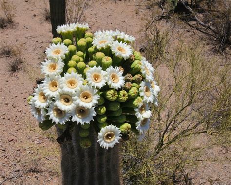 50 State Flowers History Full List With Pictures Parade Home And Garden