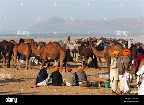 Pushkar Mela ; Rajasthan ; India Stock Photo - Alamy