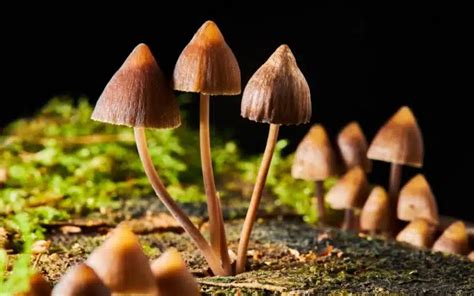 Psilocybin Shows Promise In Bipolar Type Ii Trial