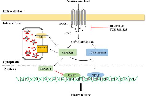 Frontiers The Trpa Channel In The Cardiovascular System Promising