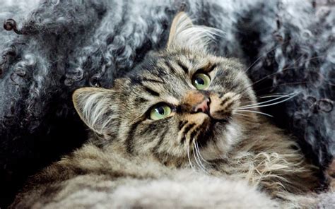 Cats In Norse Mythology: A Guide To Viking Cats