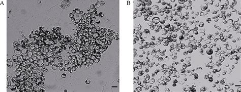 Sgrna Crispr Cas