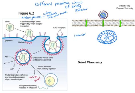 Virus Replication Flashcards Quizlet