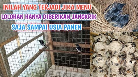 BISAKAH MAKANAN LOLOHAN HANYA JANGKRIK SAJA MULAI UMUR 1 HARI SAMPAI