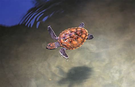 Young Sea Turtle Swimming In Nursery Pool At Breeding Center Stock