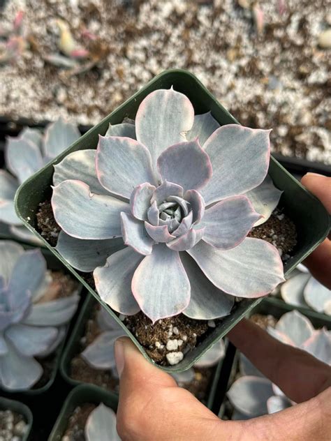 Echeveria Surprise Variegada Tiajuanas Plants México