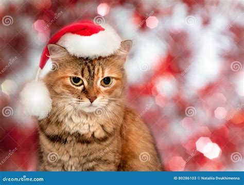 Christmas Cat Cat Wearing A Santa Hat Stock Image Image Of Gift