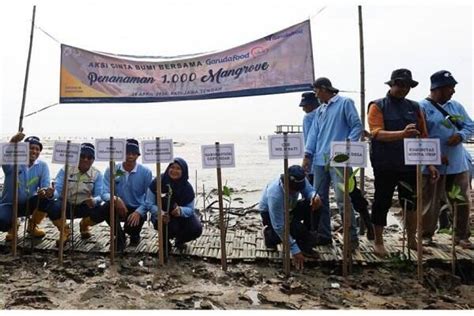 Penanaman 1 000 Bibit Mangrove Di Kabupaten Pati Dalam Rangka Hari Bumi