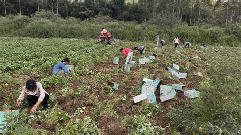 首批红薯开挖上市怀集桥头镇撂荒地整治种植示范项目红薯基地迎来丰收 澎湃号政务 澎湃新闻 The Paper