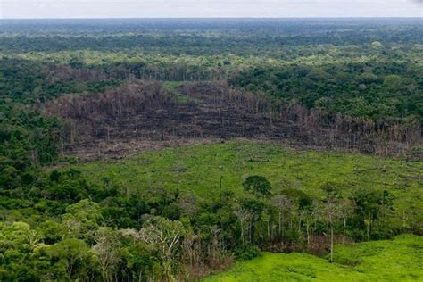 La Deforestación En Colombia Creció Un 8 Durante 2020