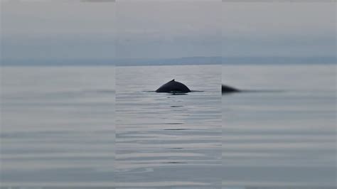 Une baleine à bosse observée en Normandie YouTube