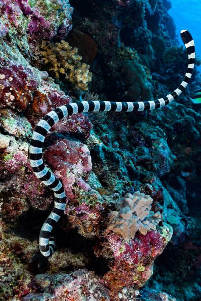 Coral Reef Snake Stock Photos, Pictures & Royalty-Free Images - iStock