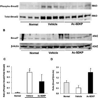 Effects Of Ac Sdkp On Fibronectin Expression In Kidneys From Anti Gbm