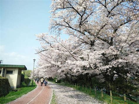 Sakura Snow by Ahn-n on DeviantArt